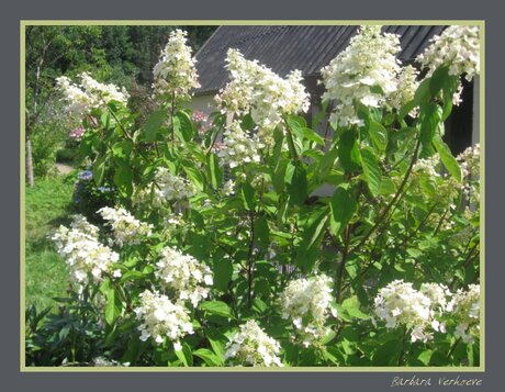 Witte bloemen in mijn tuin