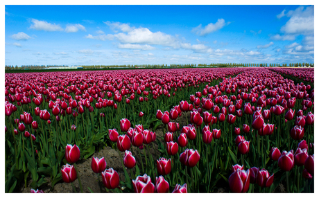 Tulpenveld