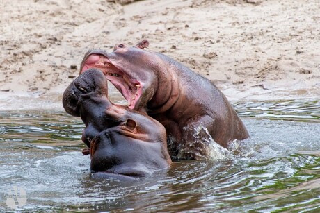Hippo in action