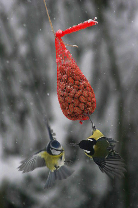 Vogels in de sneeuw