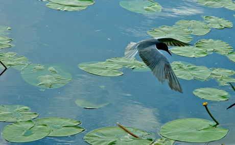 In full flight II