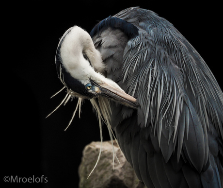 Reiger III