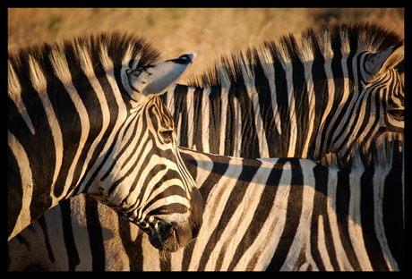 Zebra's in Zuid-Afrika