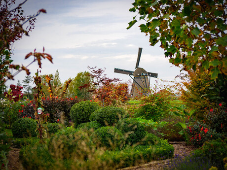 De molen achter groen