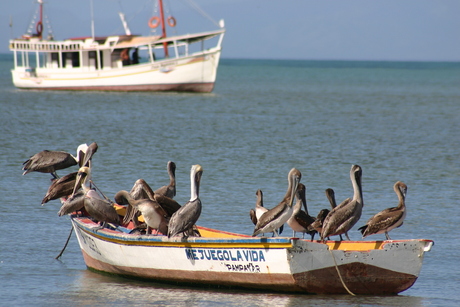 Vogels op boot