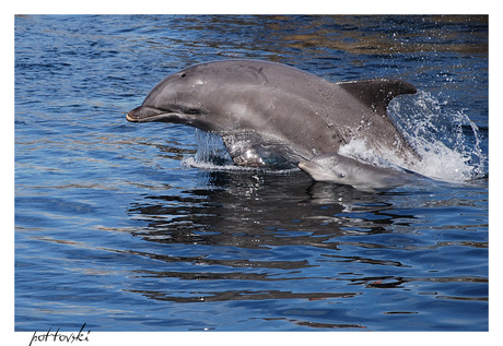 Dolfijn met baby Lelie