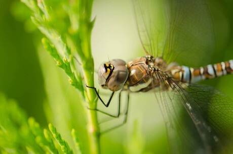 spinnende libelle ?