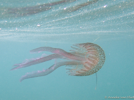 Parelkwal (Pelagia noctiluca)