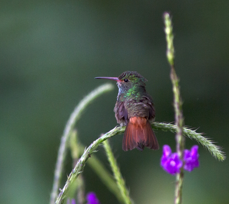 Hummingbird.jpg