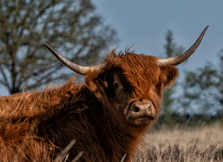 Schotse Hooglander