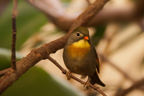 Vogeltje