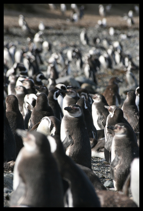 Pinguïn markt