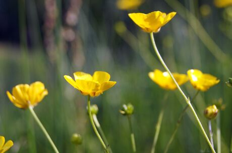 Boterbloemen in het avondlicht