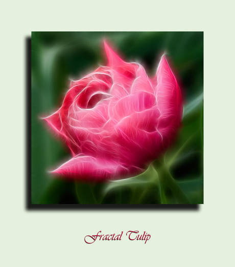 Fractalius Tulip