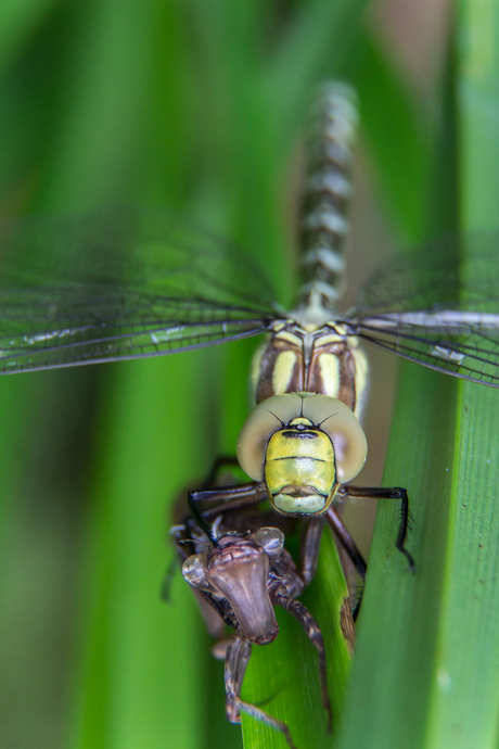 Libelle zijn nieuwe jasje