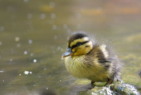 Little Duck.