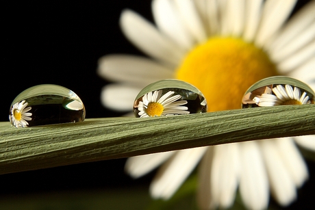 Bloemendruppels "Daisy"