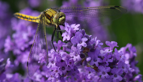 Libelle op lavendel