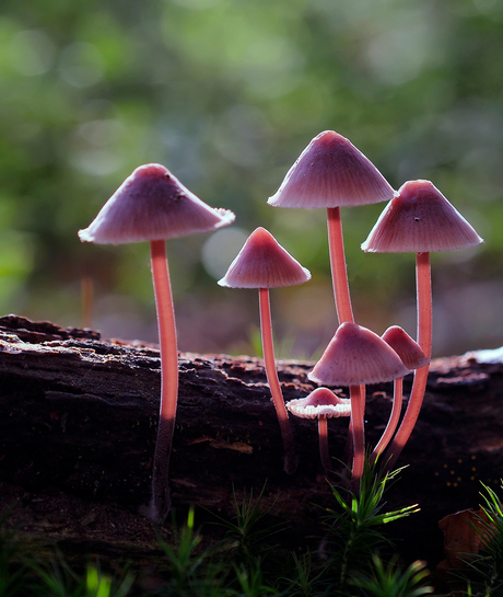 Mycena's