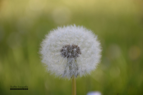 Paardenbloem