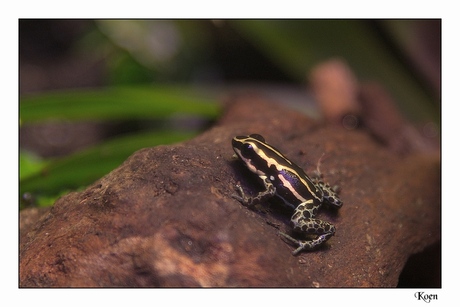 Ranitomeya ventrimaculata