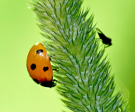 ladybug vs predator