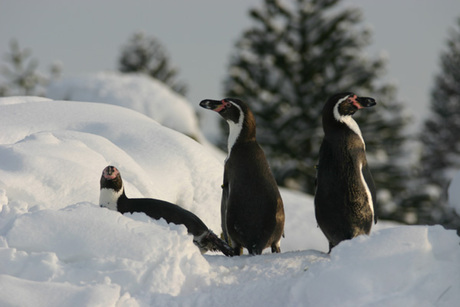 Pinguins in Emmen