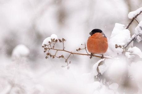 Winterse goudvink