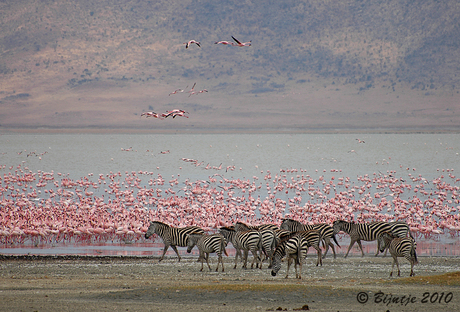 Flamingo's Ngorongoro krater Tanzania