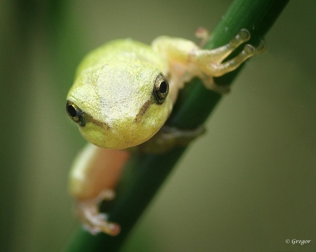 groene boomkikker