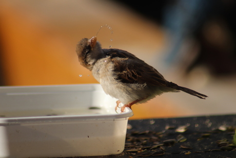 musje in de tuin