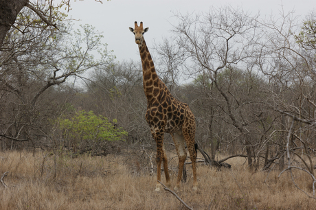 giraf in NP Kruger Park