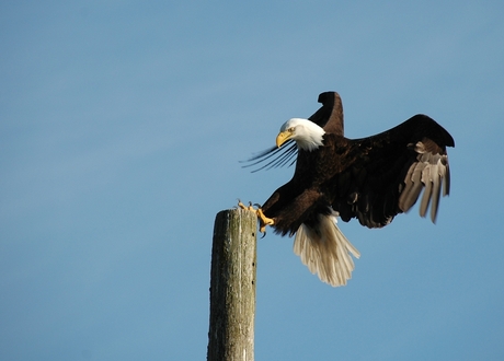 Bald Eagle Landing