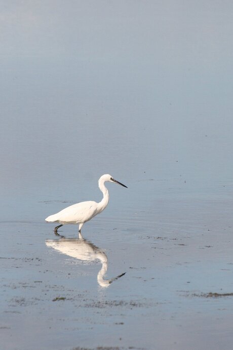 Kleine zilverreiger