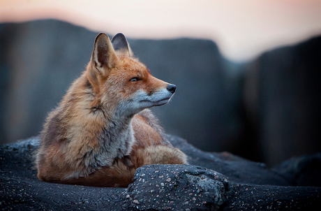 Fox on a Pier