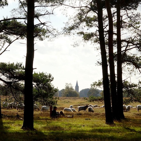 Drents landschap