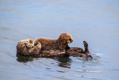Zee-otter moeder en pup
