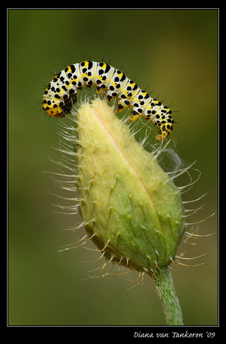 Rupsje op bloemknop