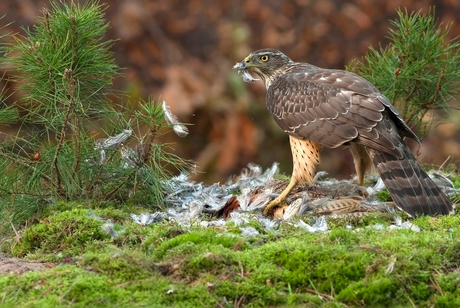 Juveniele havik op prooi.