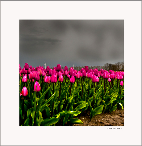 Tulpen...