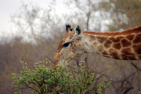 Giraffe etend