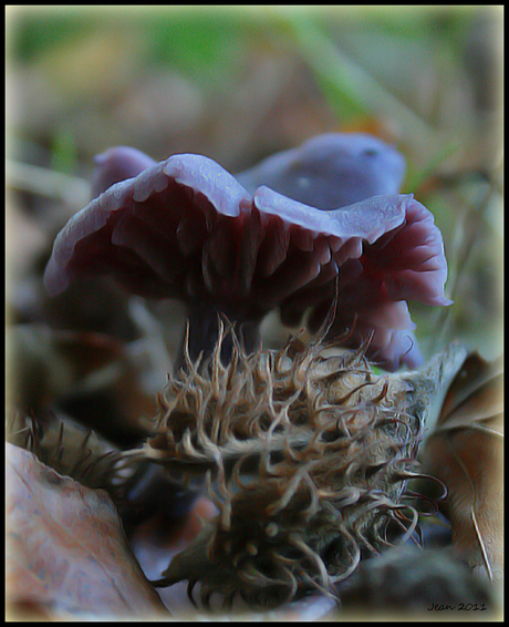 Herfst 2011