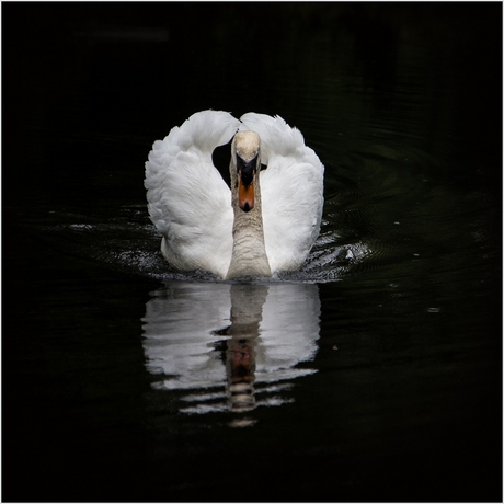 Majestic Swan