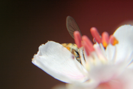 Bij in bloem