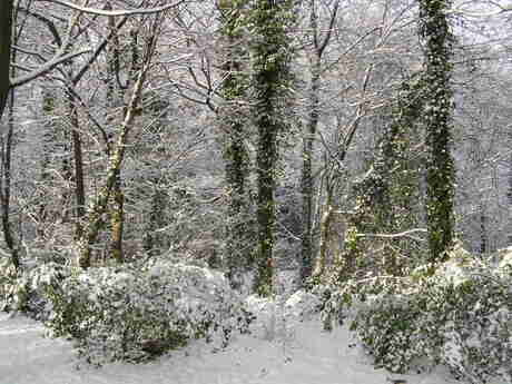 WINTER DEC 2010 IN HET BOS