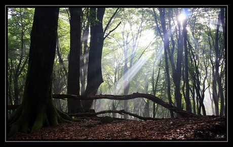 In het bos