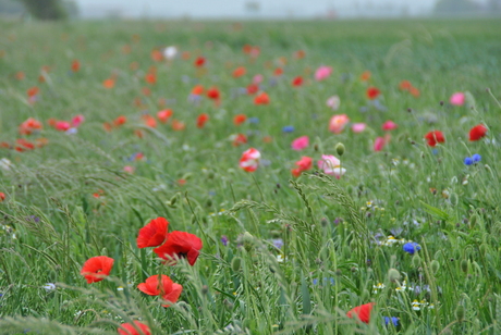 wilde bloemen