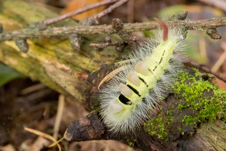 Meriansborstel rups...