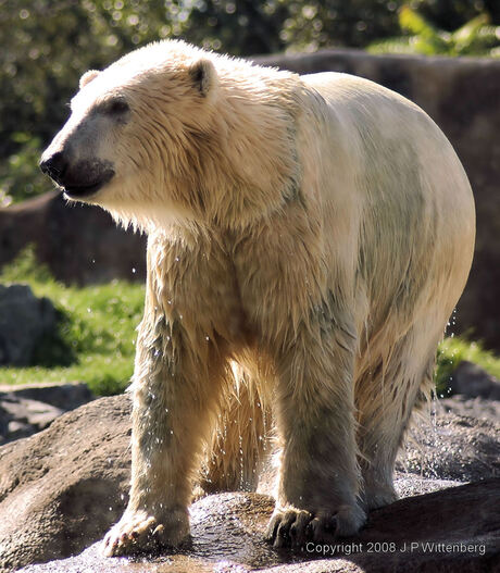 Polar Bear 2