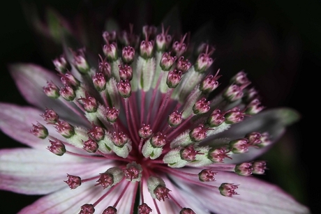 Hart van Astrantie Zeeuws knoopje